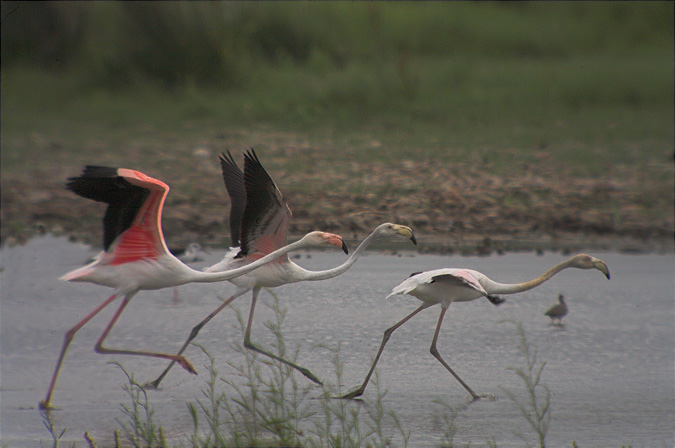 Flamenc (Phoenicopterus roseus) 1de2