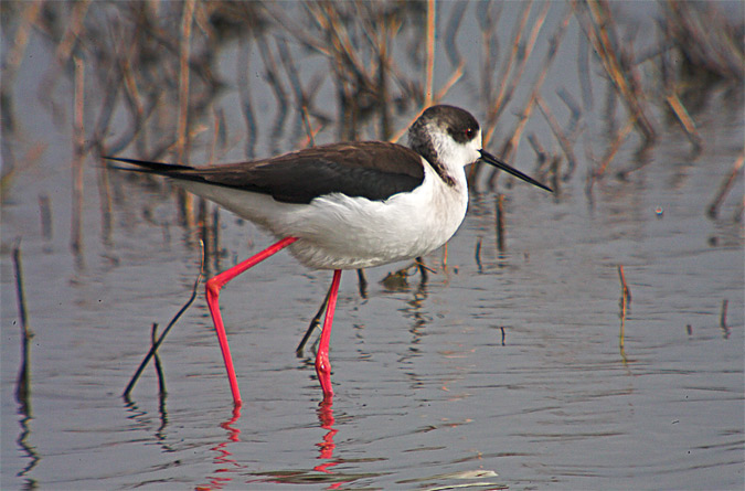 Cames llargues (Himantopus himantopus)