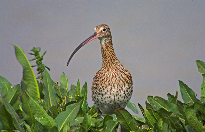 Becut l (Numenius arquatus)