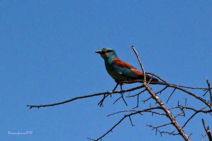 Estiuejans al PNAE: Gaig Blau