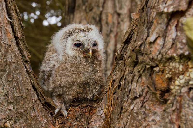 Pollet de gamarús (Strix aluco)