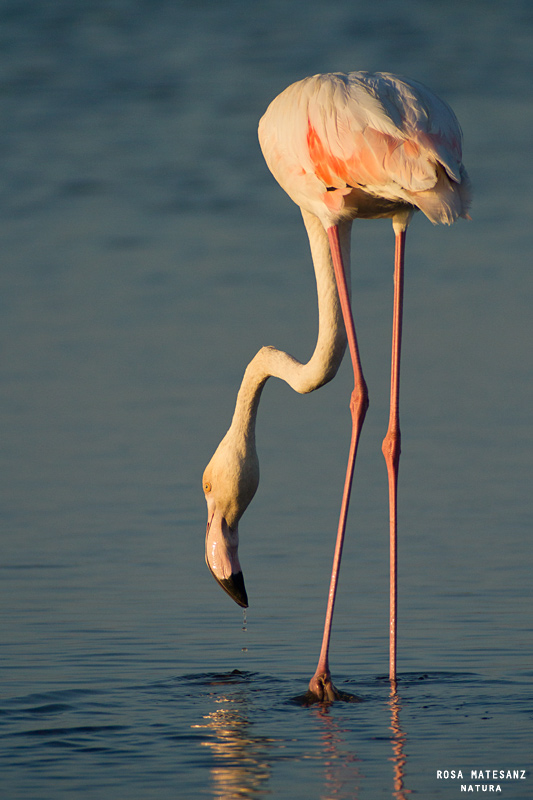 Flamenc (Phoenicopterus ruber)