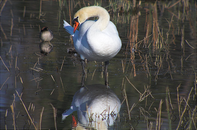 Cigne mut (Cygnus olor)