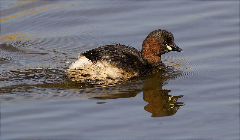 Cabusset (Tachybaptus ruficollis)