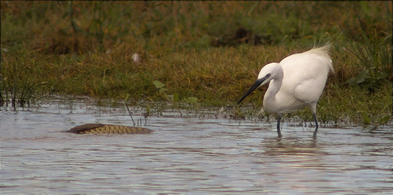 Martinet blanc (Egretta garzetta)