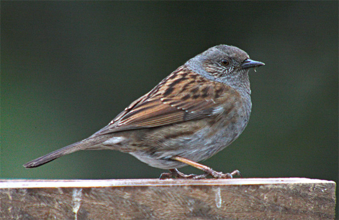 Pardal de bardissa (Prunella modularis)