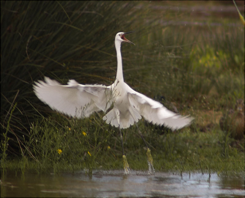 Disputes entre martinets blanc 1/3