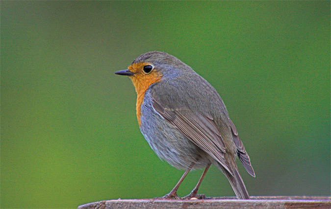 Pit-roig (Erithacus rubecula)