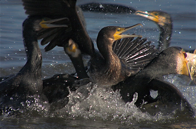 Corb marí gros  (Phalacrocorax carbo) 1de2