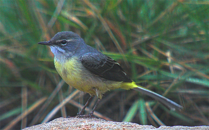 Cuereta torrentera (Motacilla cinerea)