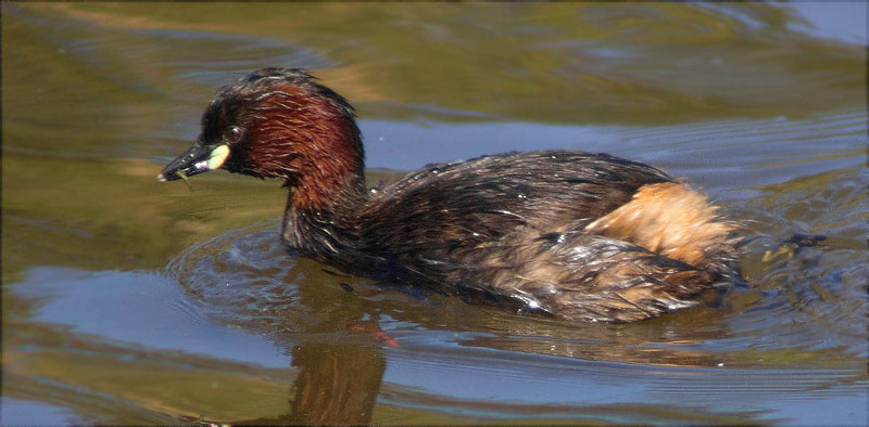 Cabusset (Tachybaptus ruficollis)