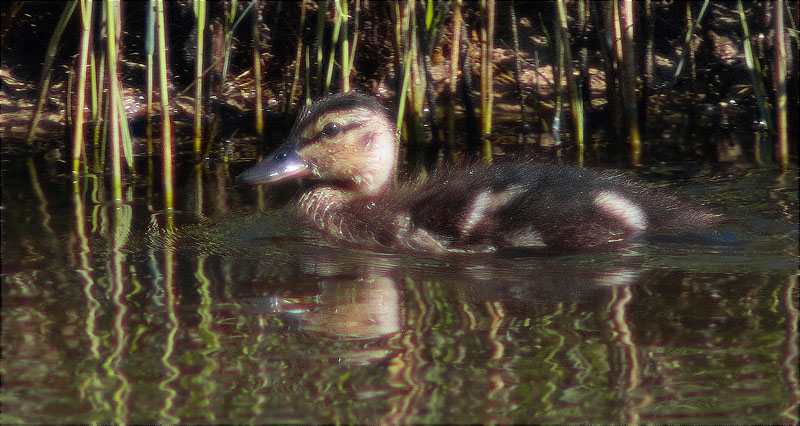 Juvenil d'Ànec collverd (Anas platyrhynchos)