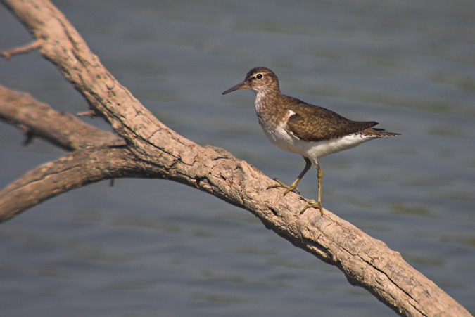 Xivitona (Actitis hypoleucos)