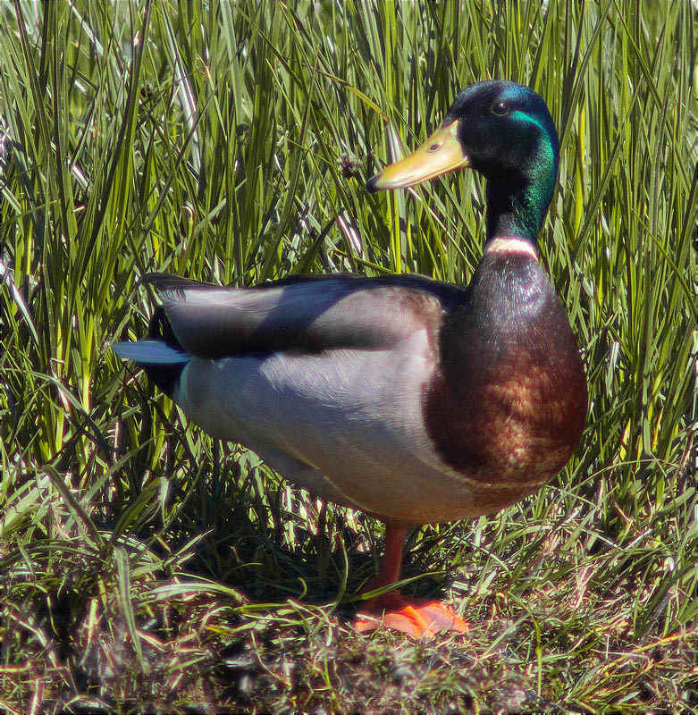 Mascle d'Ànec collverd (Anas platyrhynchos)