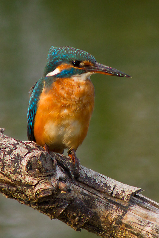 Blauet (Alcedo atthis)