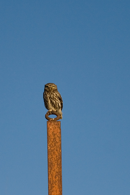 Mussol comú (Athene noctua)