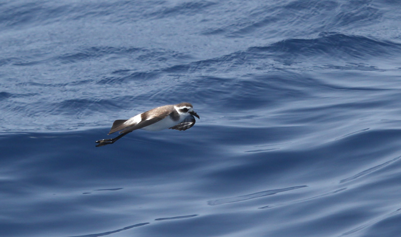 Petrell carablanc (Pelagodroma marina)