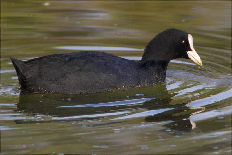 Fotja (Fulica atra)