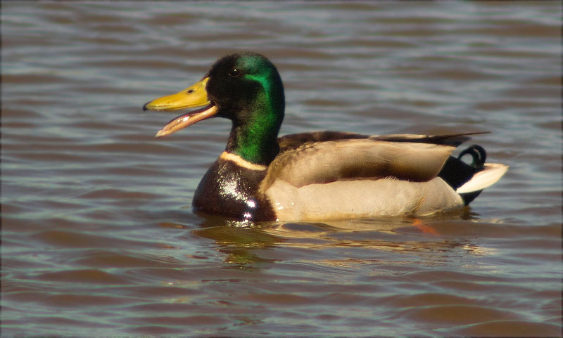 Mascle d'Ànec collverd (Anas platyrhynchos)