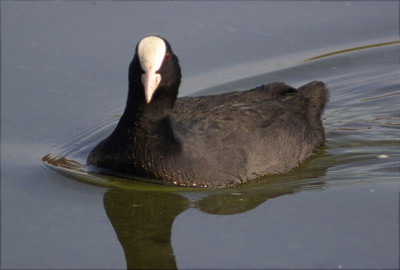 Fotja (Fulica atra)