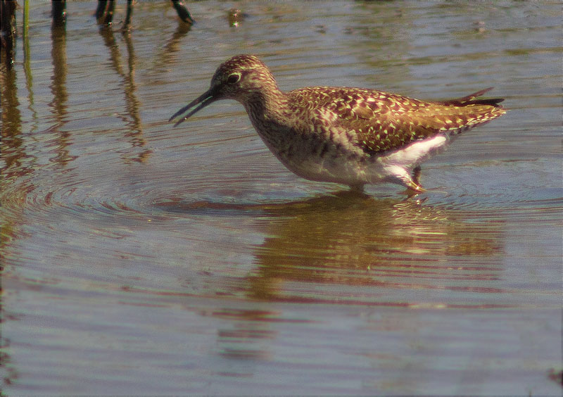 Valona (Tringa glareola)