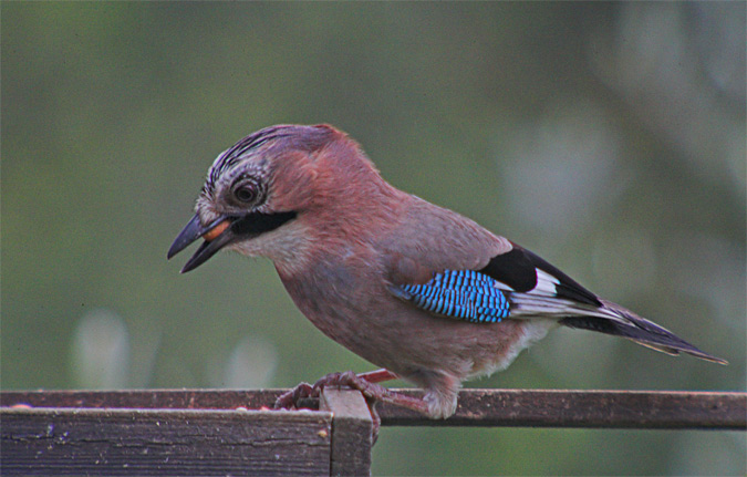 Gaig (Garrulus glandarius)