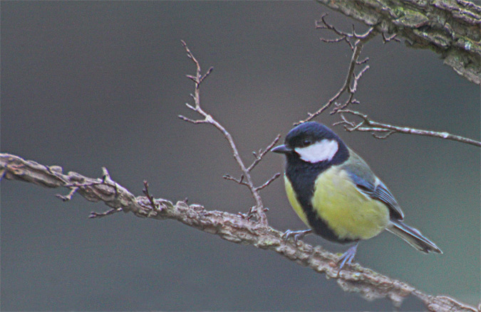 Mallerenga carbonera (Parus major)