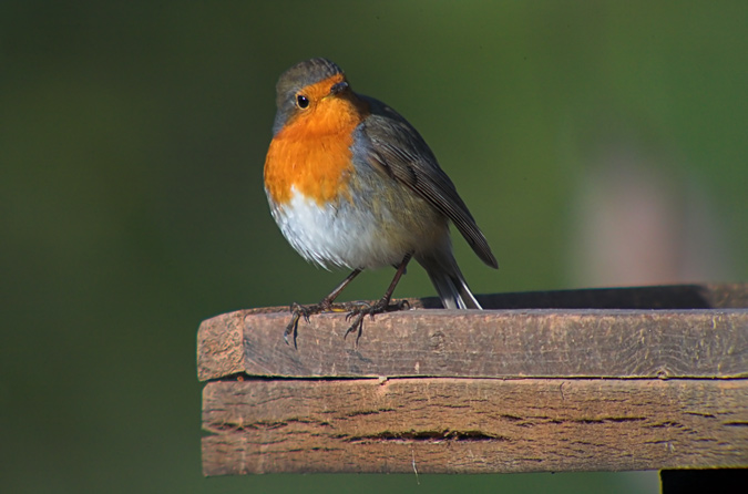 Pit-Roig.  (Erithacus rubecula)