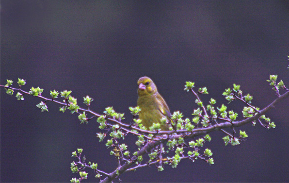 Verdum (Carduelis clhoris)