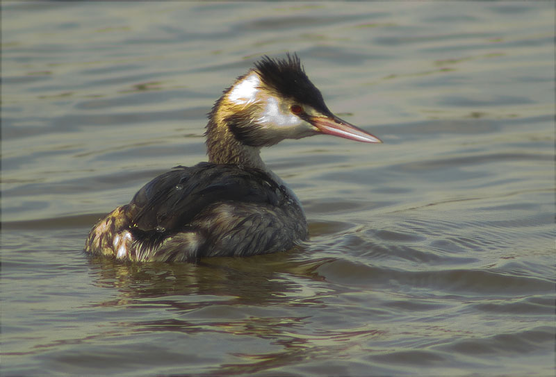 Cabussó emplomallat (Podiceps cristatus)