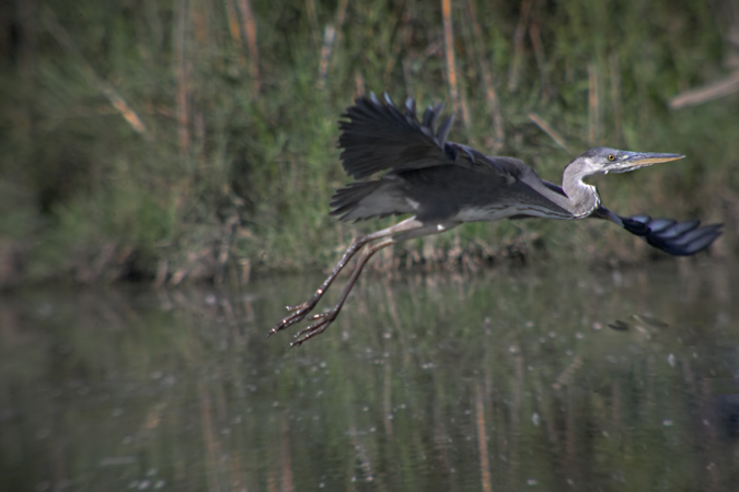 Bernat pescaire (Ardea cinerea)