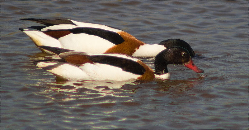 Ànec blanc (Tadorna tadorna)