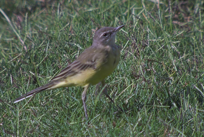 Cuereta groga (Motacilla flava).