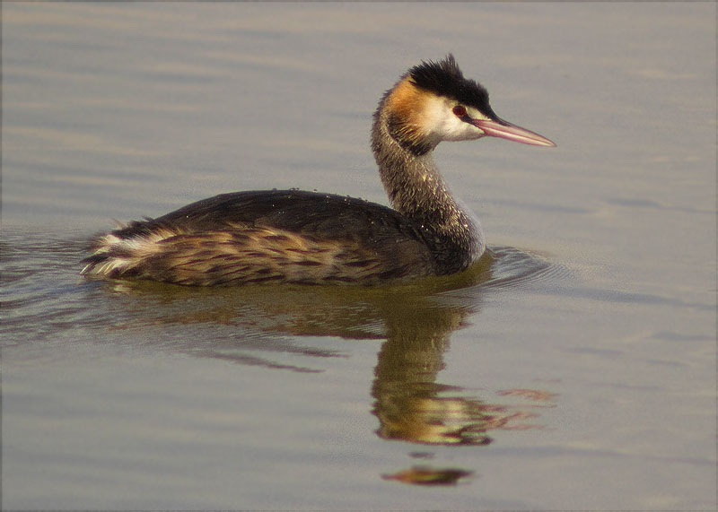 Cabussó emplomallat (Podiceps cristatus)