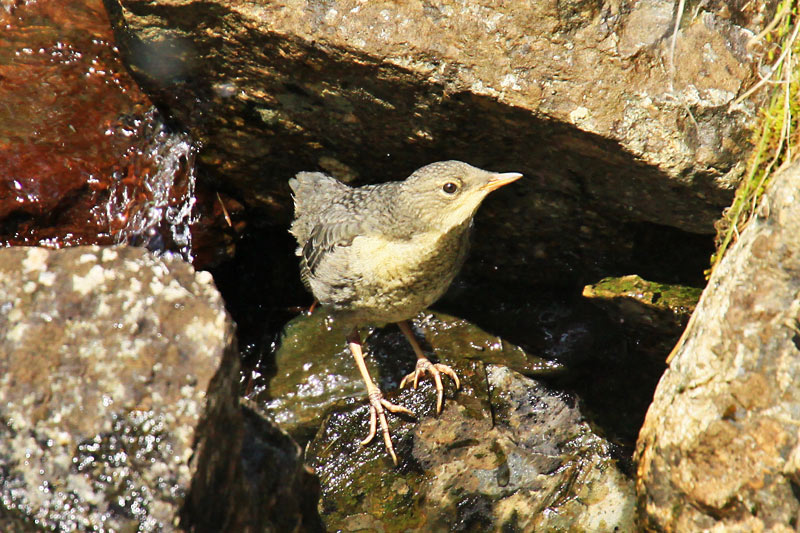 Jove de merla d'aigua (Cinclus cinclus)