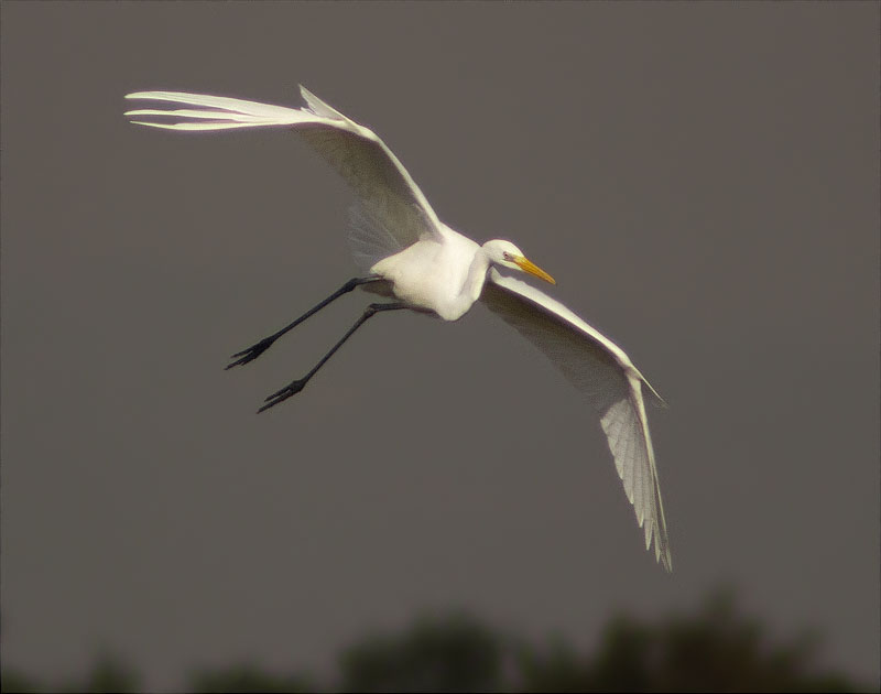 Agró blanc (Ardea alba)