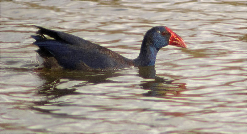 Polla blava (Porphyrio porphyrio)