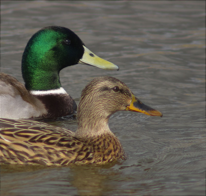 Ànec collverd (Anas platyrhynchos)