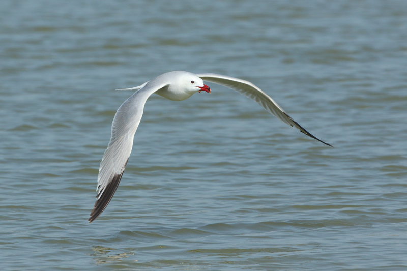 Gaviota de Audouin