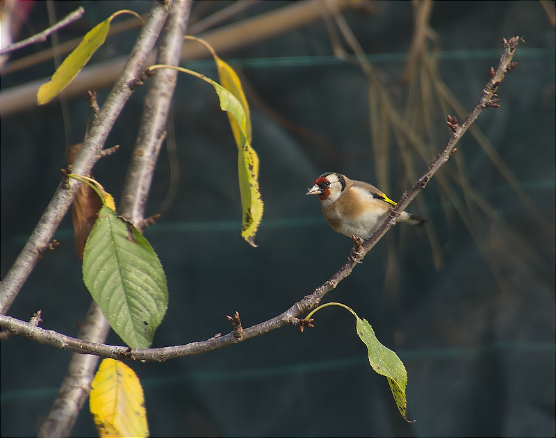 Cadernera (Carduelis carduelis)