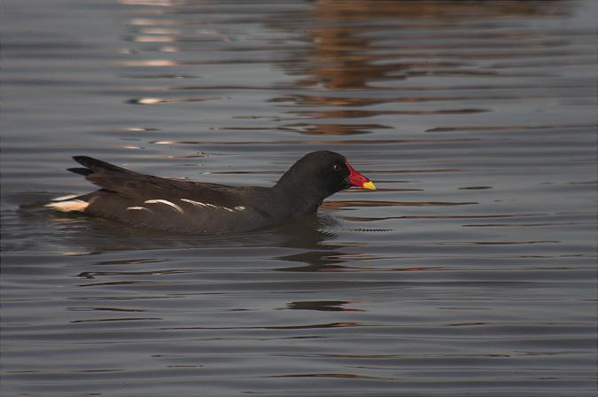 Polla d'aigua (Gallinuga chloropus)