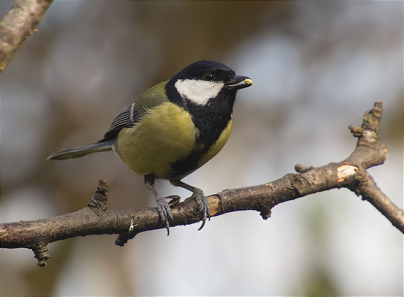 Mallerenga carbonera (Parus major)