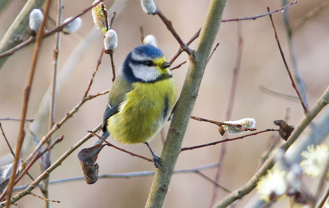 Malleregenga blava.Parus caeruleus.