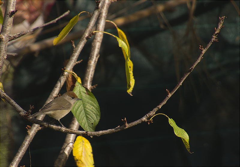 Femella de Tallarol de casquet (Sylvia atricapilla)