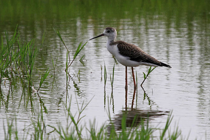 Jove camesllargues (Himantopus himantopus)