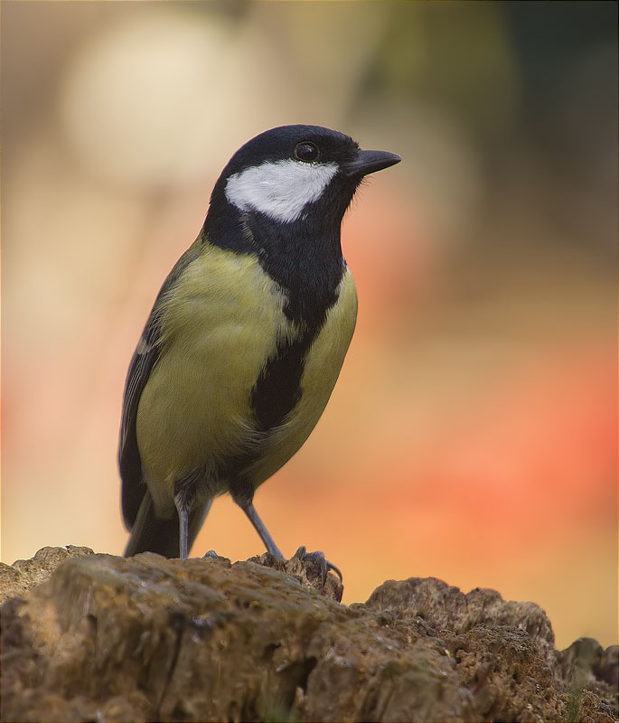 Mallerenga carbonera (Parus major)