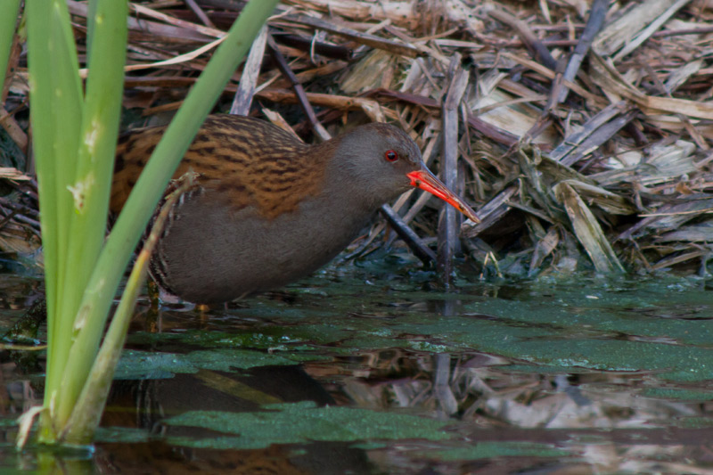 Rascló (Rallus aquaticus)