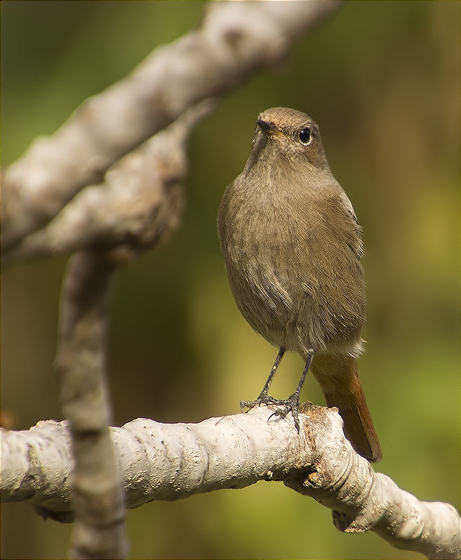 Femella de Cotxa fumada (Phoenicurus ochruros)