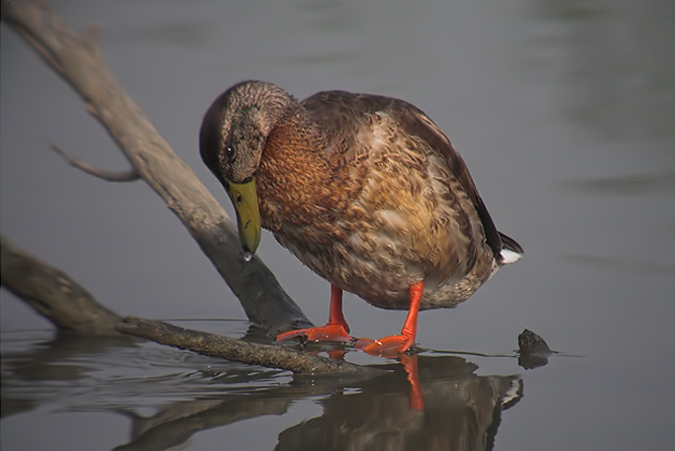 Ànec coll-verd (Anas platyrhynchos)