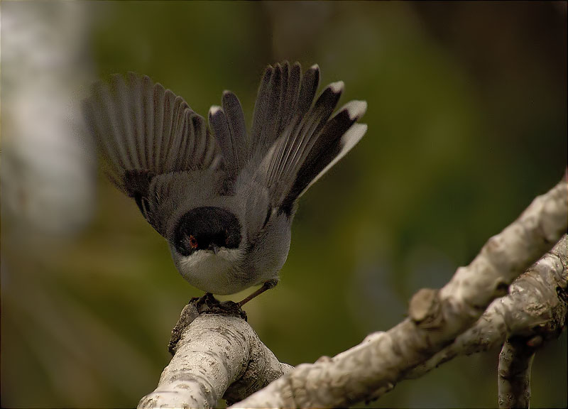 Mascle de Tallarol capnegre (Sylvia melanocephala)